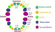 denti_decidui completa